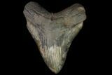 Serrated, Fossil Megalodon Tooth - South Carolina #116739-1